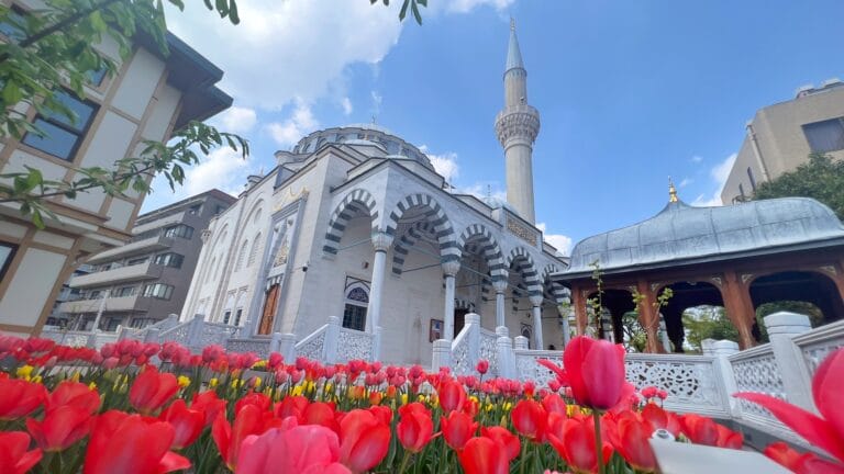 2023-04-01_camii-and-tulip